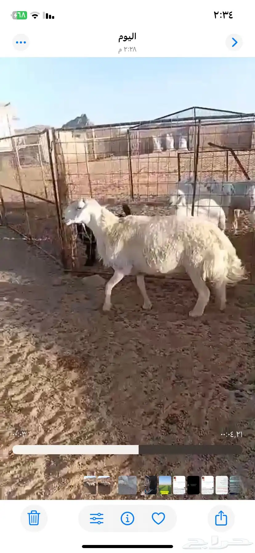 خروف فحل طيب مشروط شرط سليم من جميع الأمراض 1