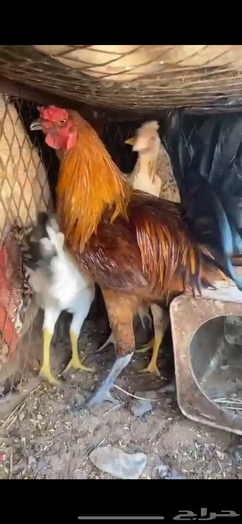 دجاج بلدي 0