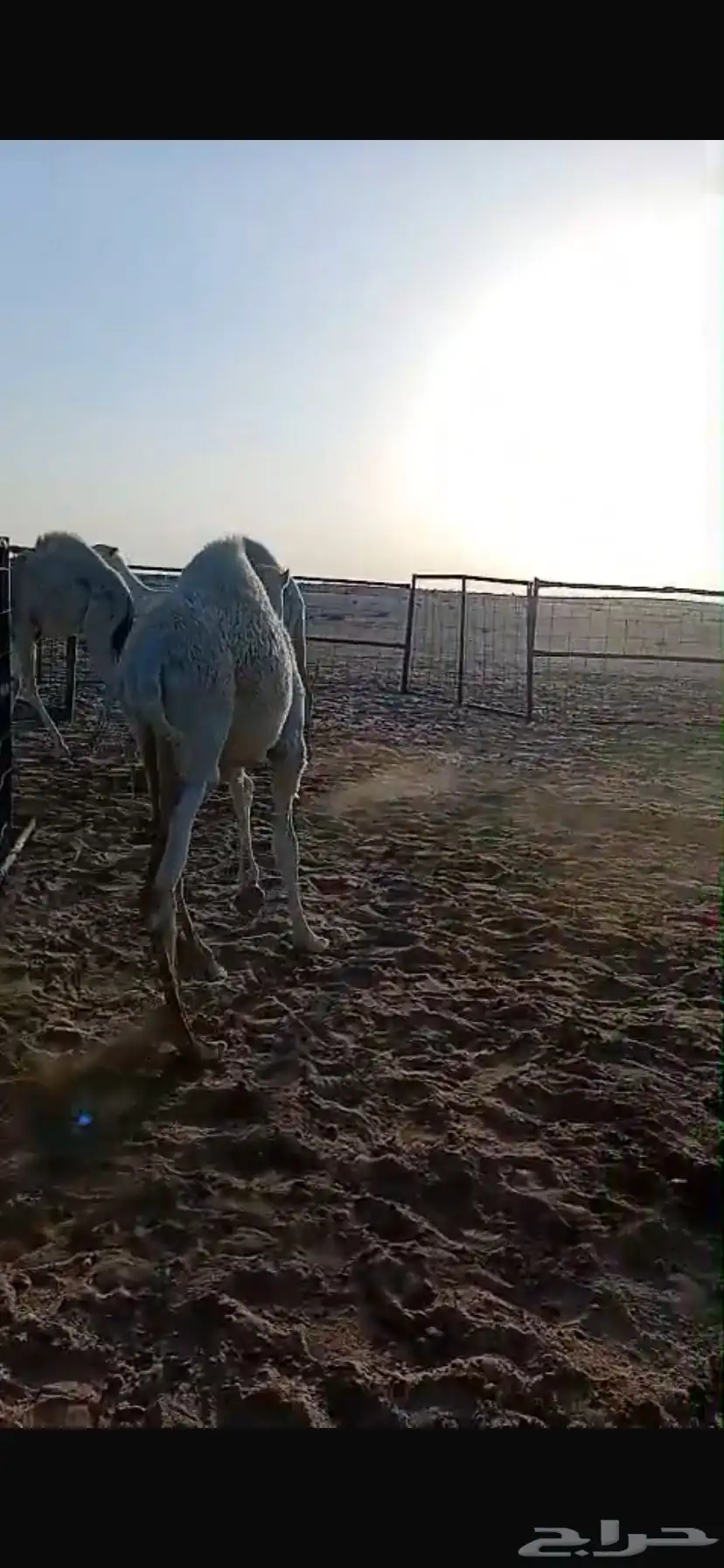 3 حشو. لبانيه طيبه 0
