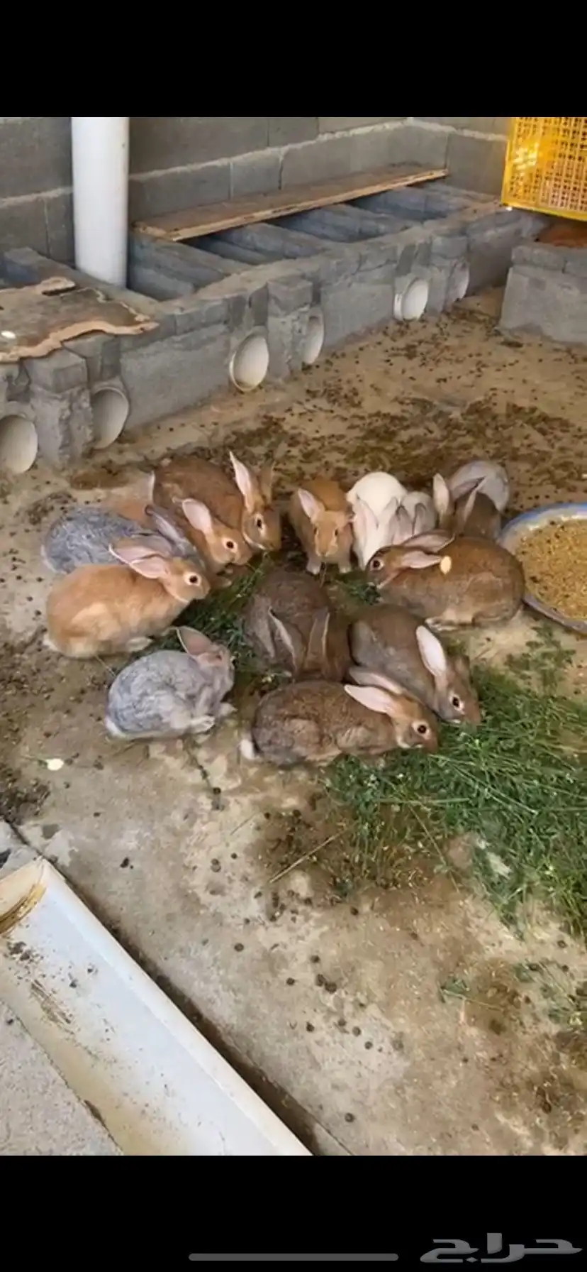 ارانب جامبو كبار 0
