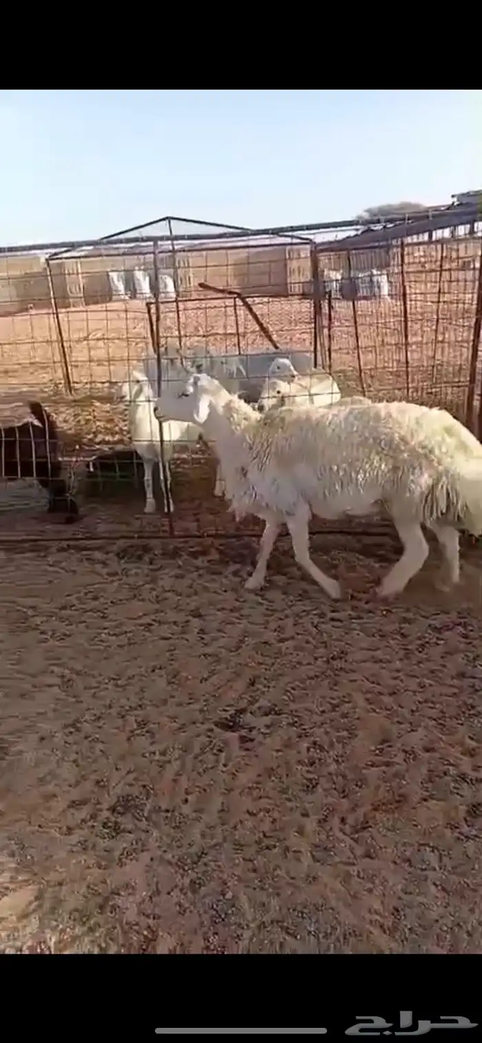 خروف فحل طيب مشروط شرط سليم من جميع الأمراض 3