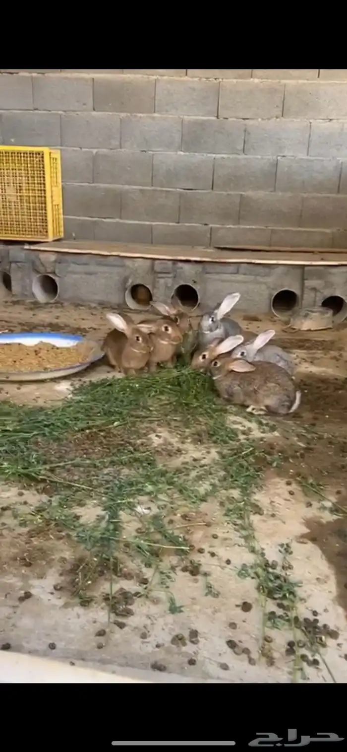 ارانب جامبو كبار 2