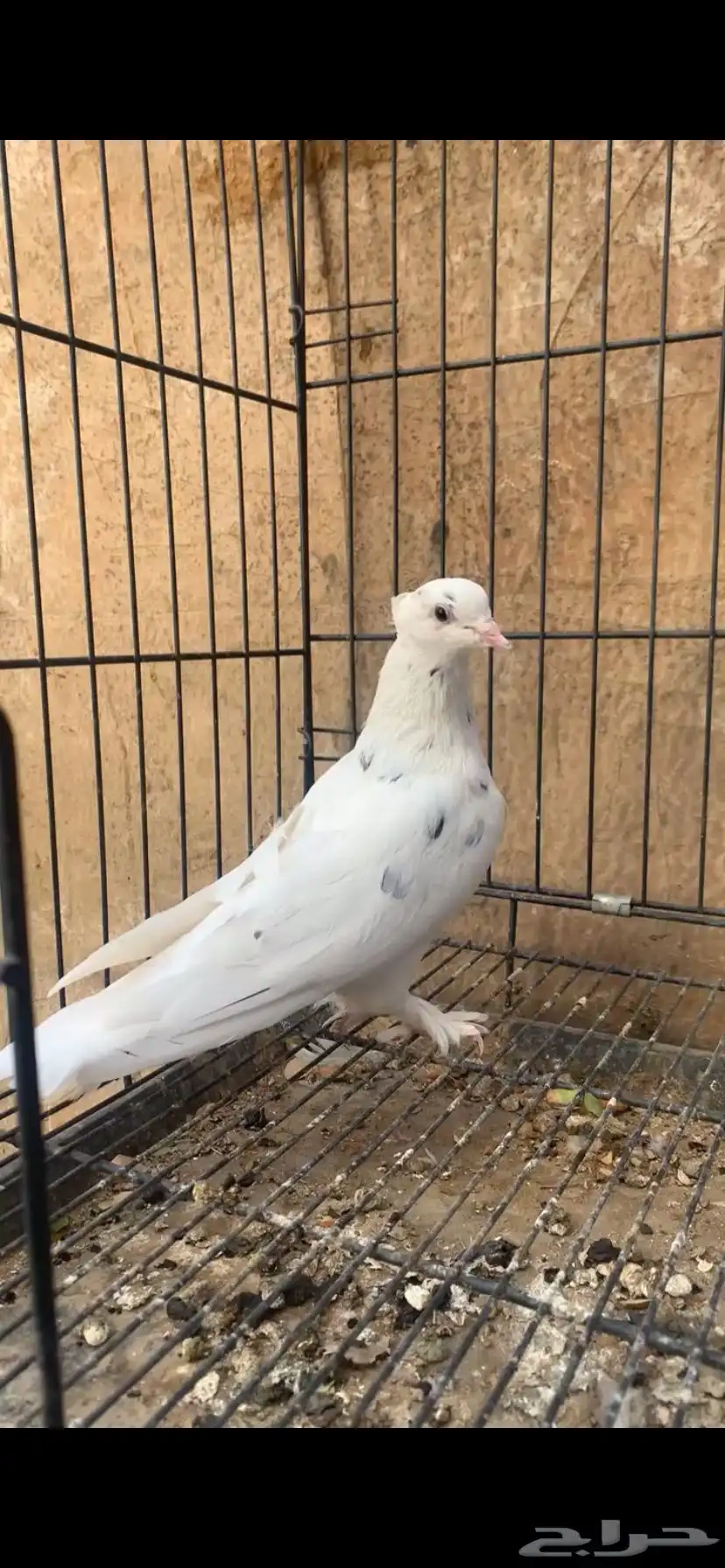 حمام ايراني 7