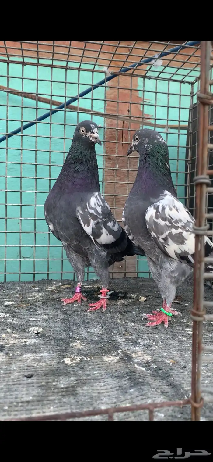 للبيع زوج تيدي شينا وزوج تيدي كالو 1