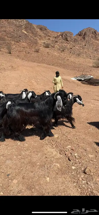 معزا عوارض مراح واحد بفحولها(( تم البيع)) 0