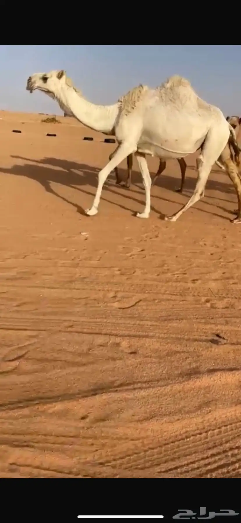 ناقه لحقه وضحا طيب 1