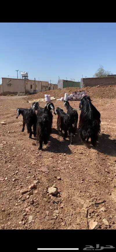 معزا عوارض مراح واحد بفحولها(( تم البيع)) 11