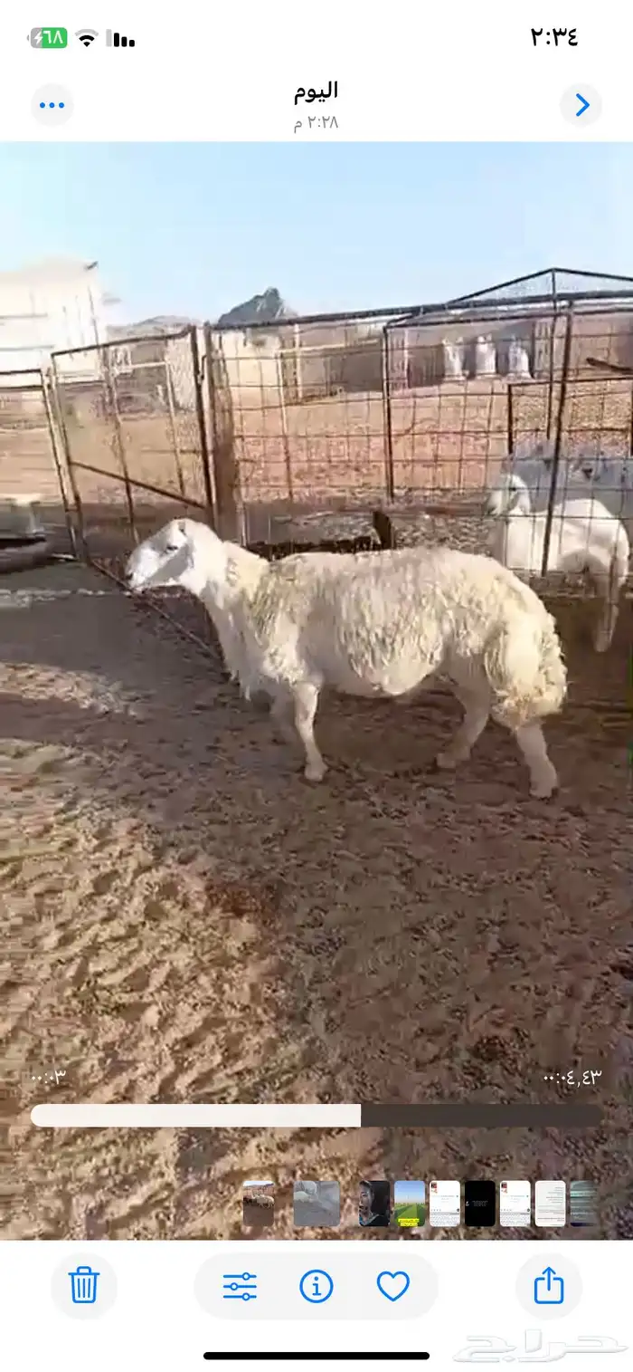 خروف فحل طيب مشروط شرط سليم من جميع الأمراض 0