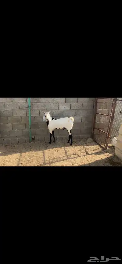 تيس جذع فحل للبيع 2