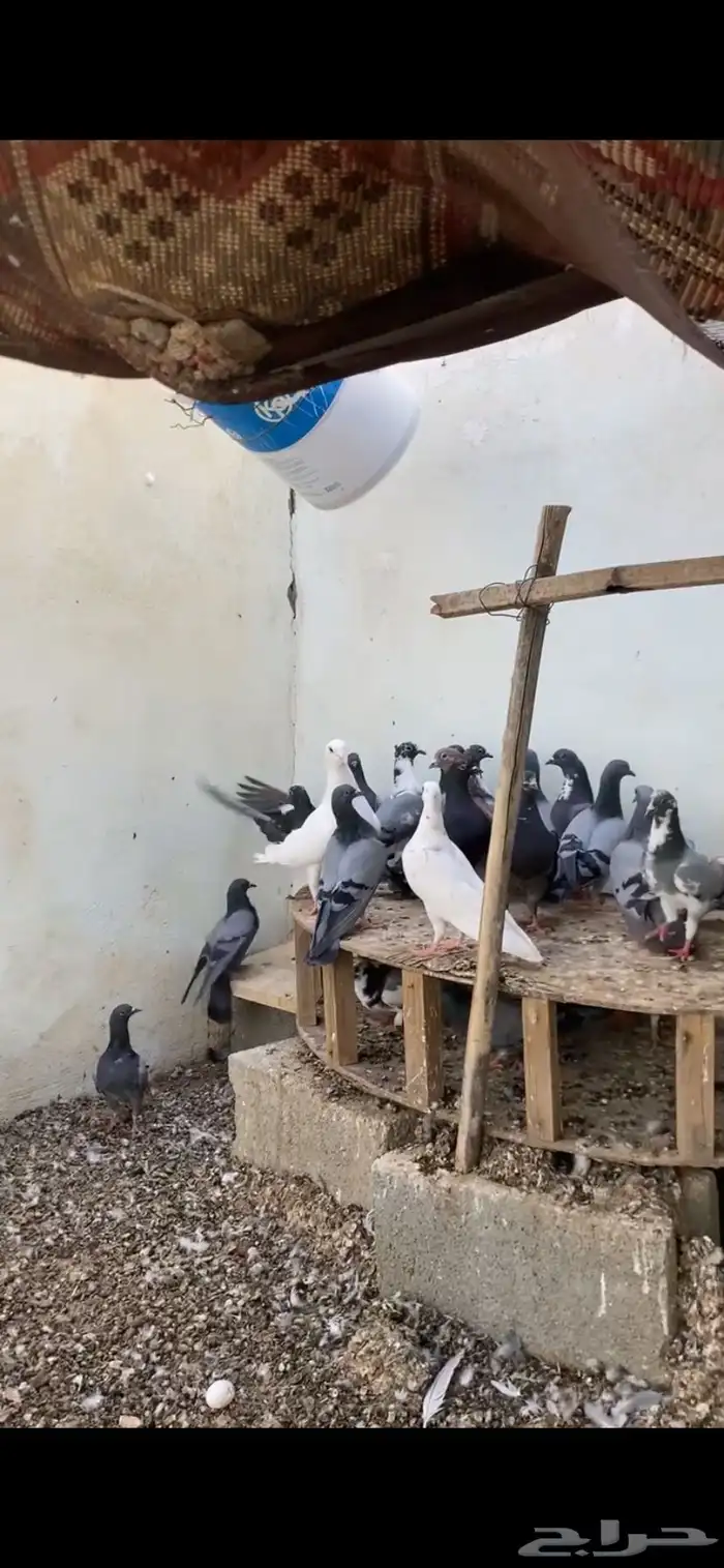 حمام مشكل جميع الالوان 2