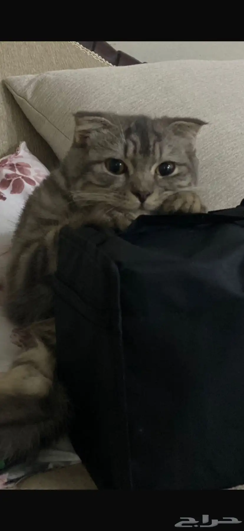 قطه جدة 2