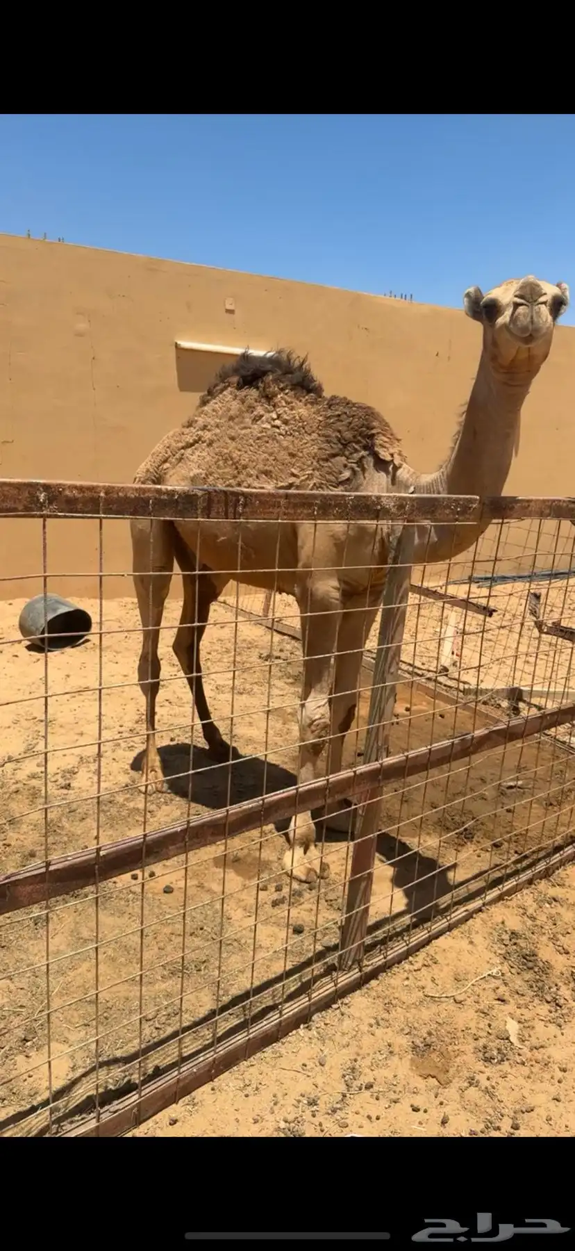 للبيع قعود قصب 0