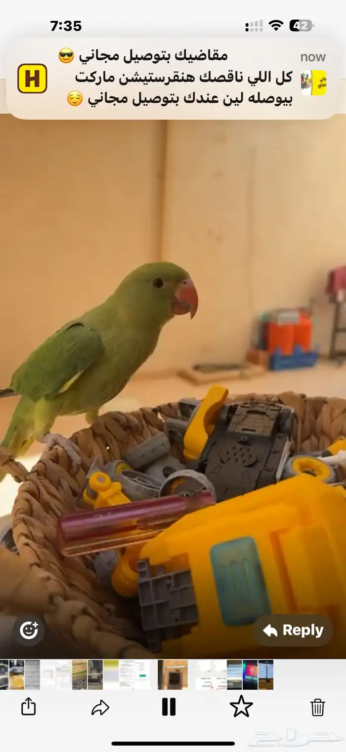ببغاء مفقود سلطانه النخيل 0