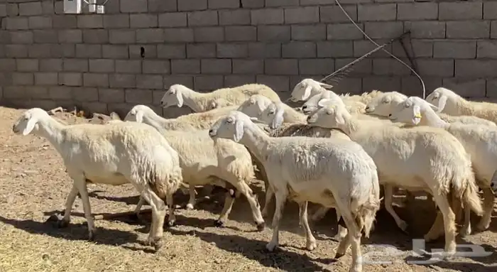 ضان حريات حرش مقاني طيبات 18