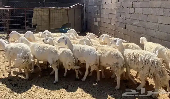 ضان حريات حرش مقاني طيبات 6