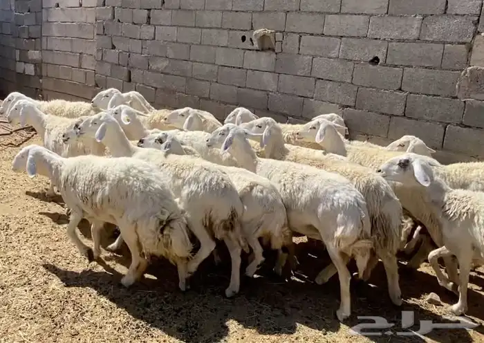 ضان حريات حرش مقاني طيبات 13