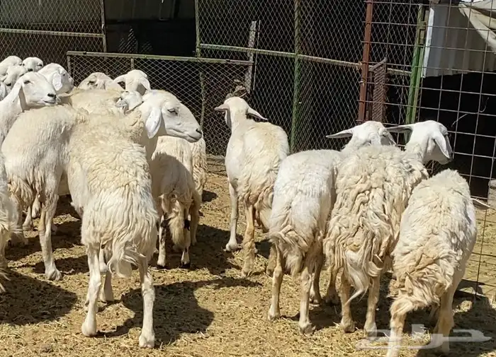 ضان حريات حرش مقاني طيبات 4