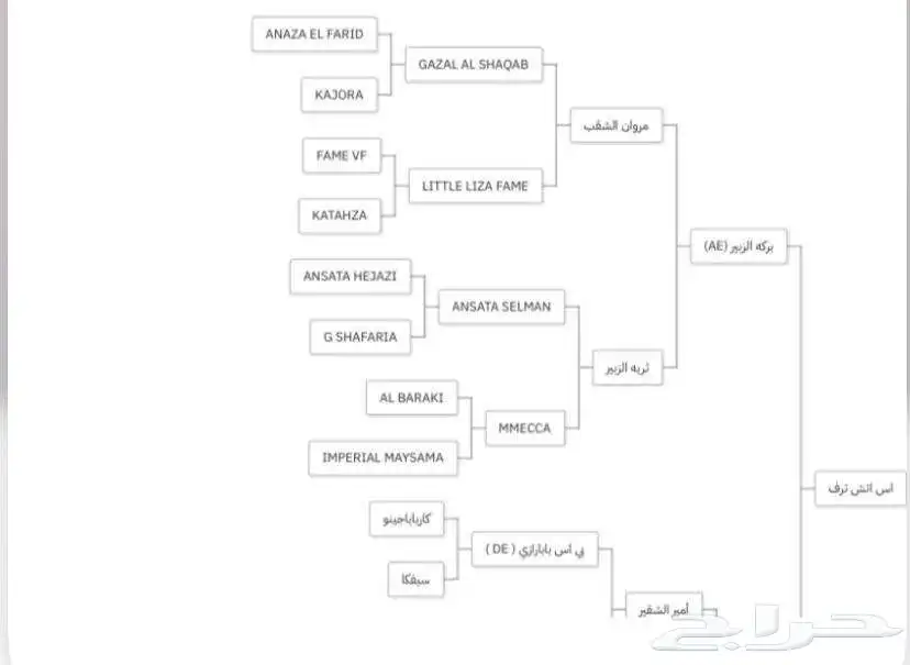 فرس واهو مواليد23 5
