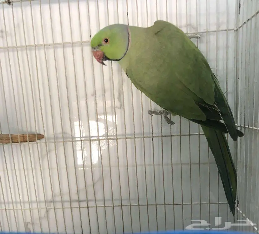 ذكر ببغاء الدره 2