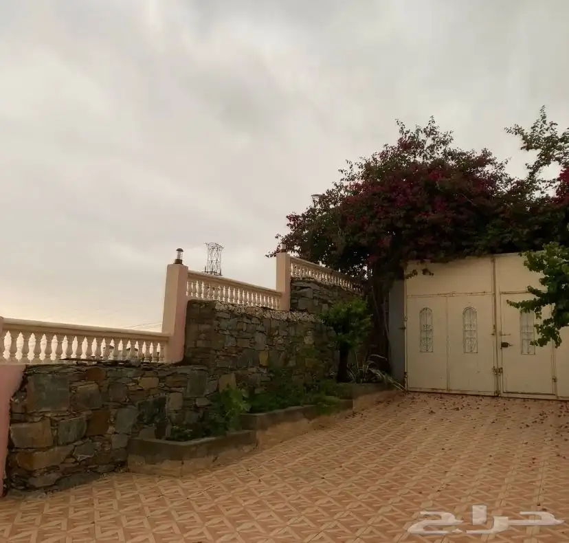 في الباحه بني سار يومي 1