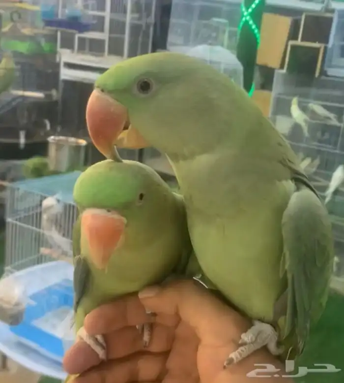 للبيع جوز دره نيبالي 0