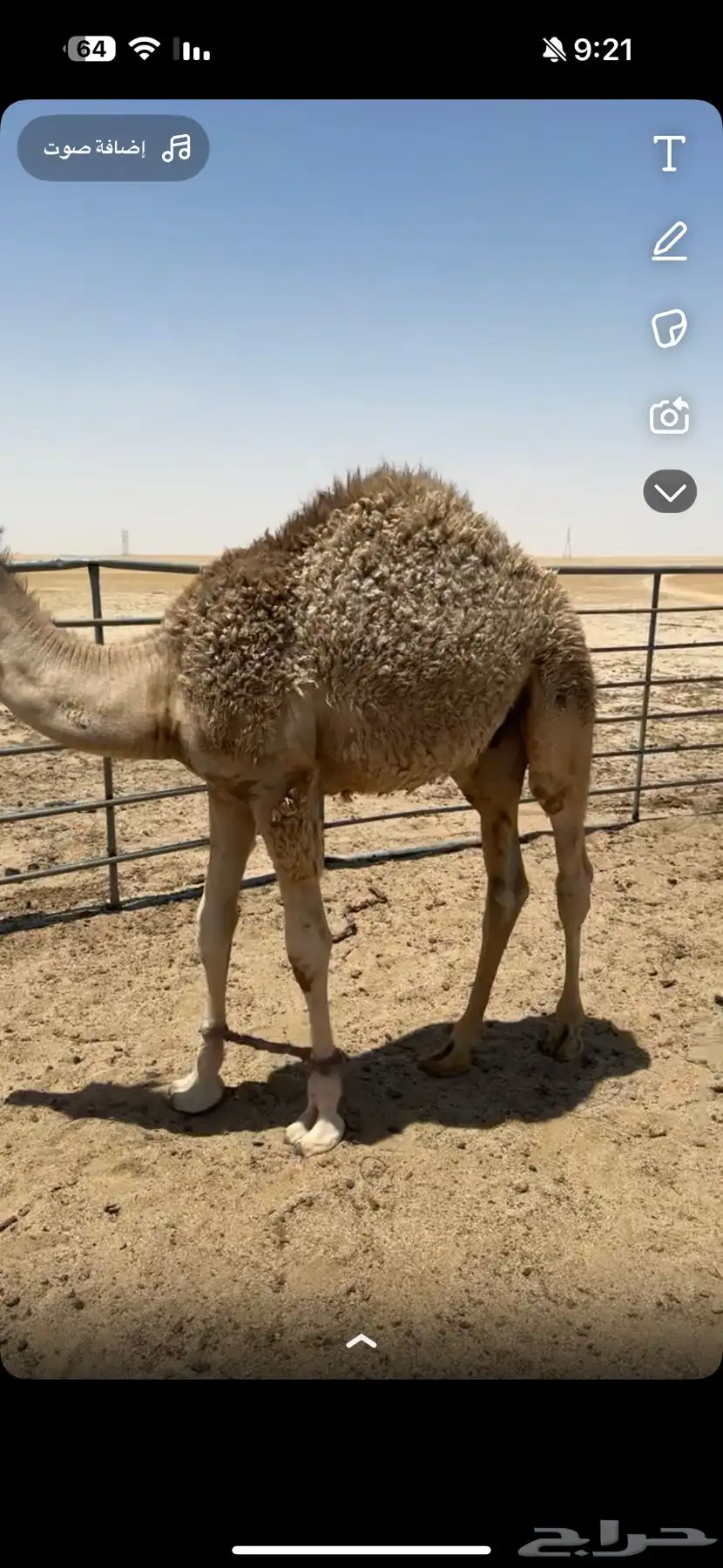 قعود للبيع 1