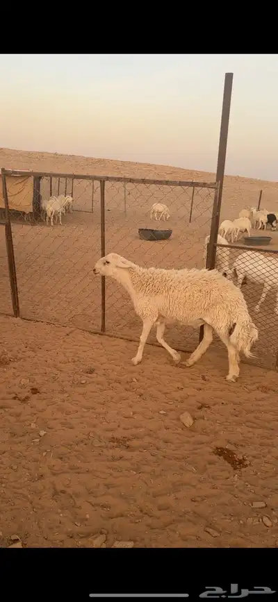 فحل حري صنف((( تم البييع الله يبارك للجميع ))) 3