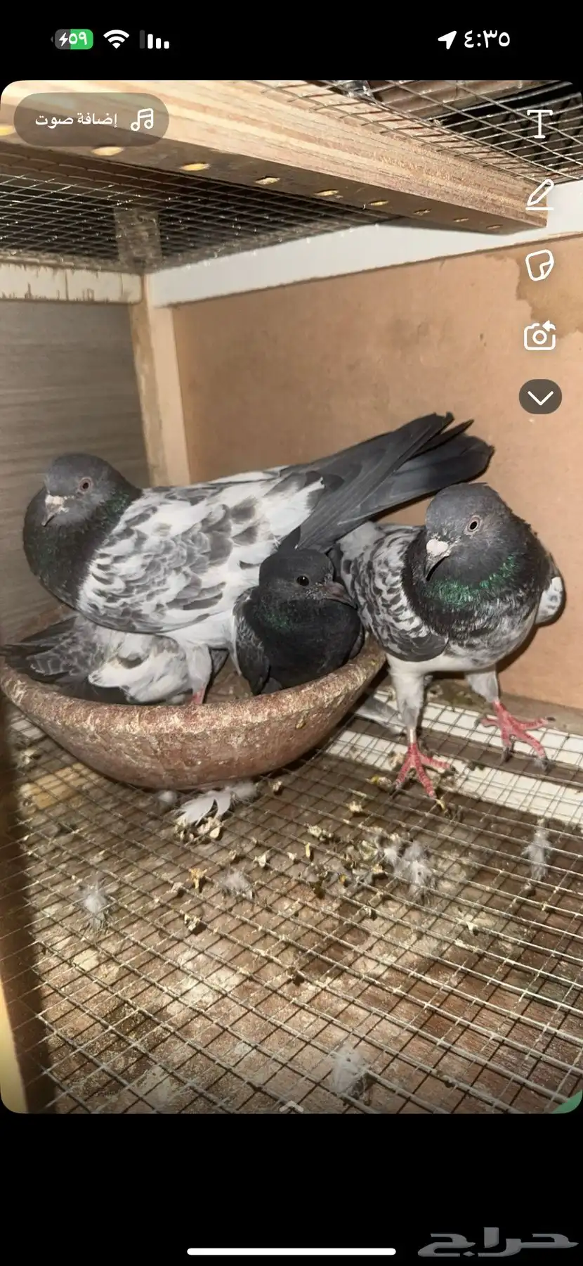حمام باكستاني  تم البيع 0