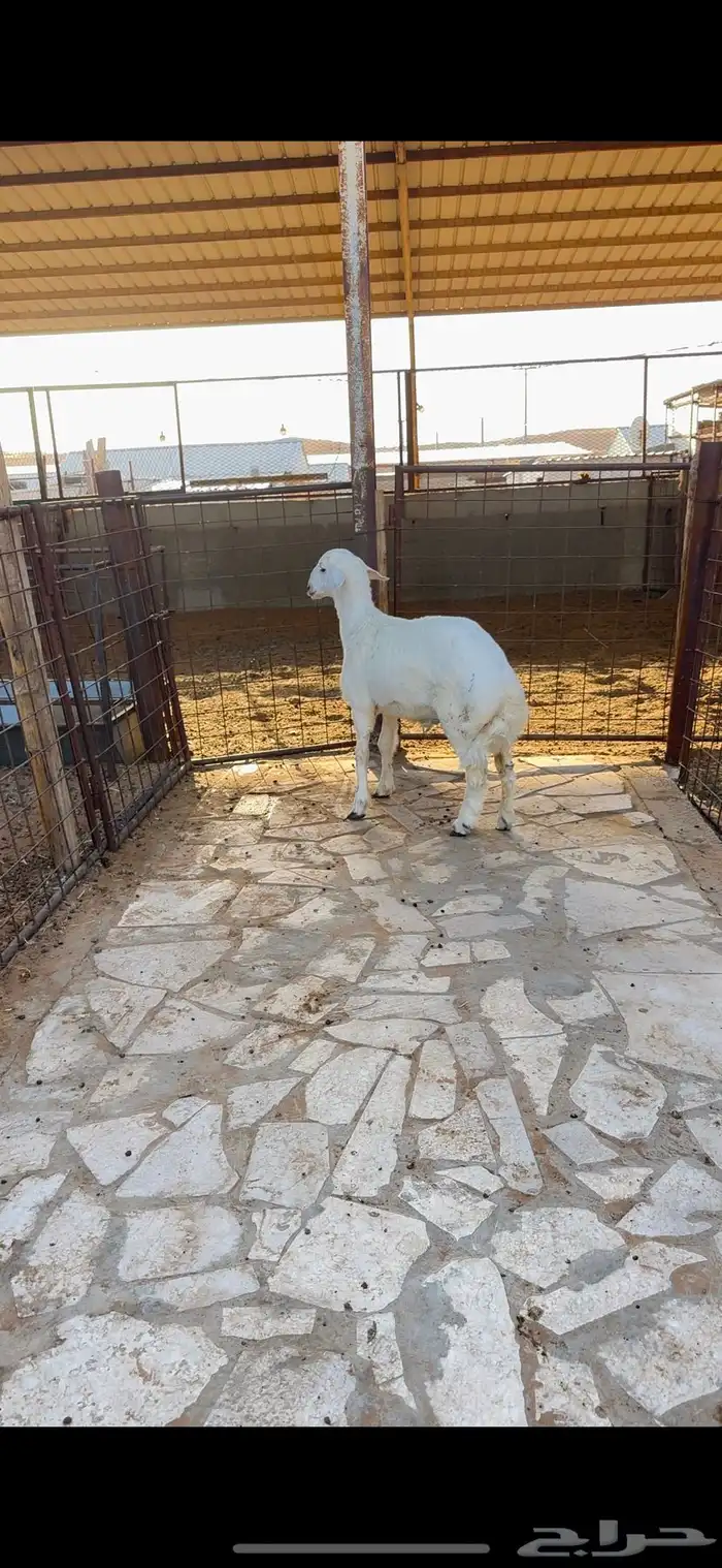 خروف حري فل الفل وفاخر 1