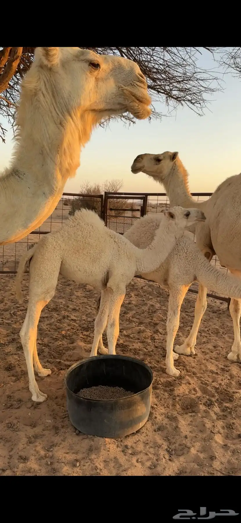 خلفه تحتها قعود 2