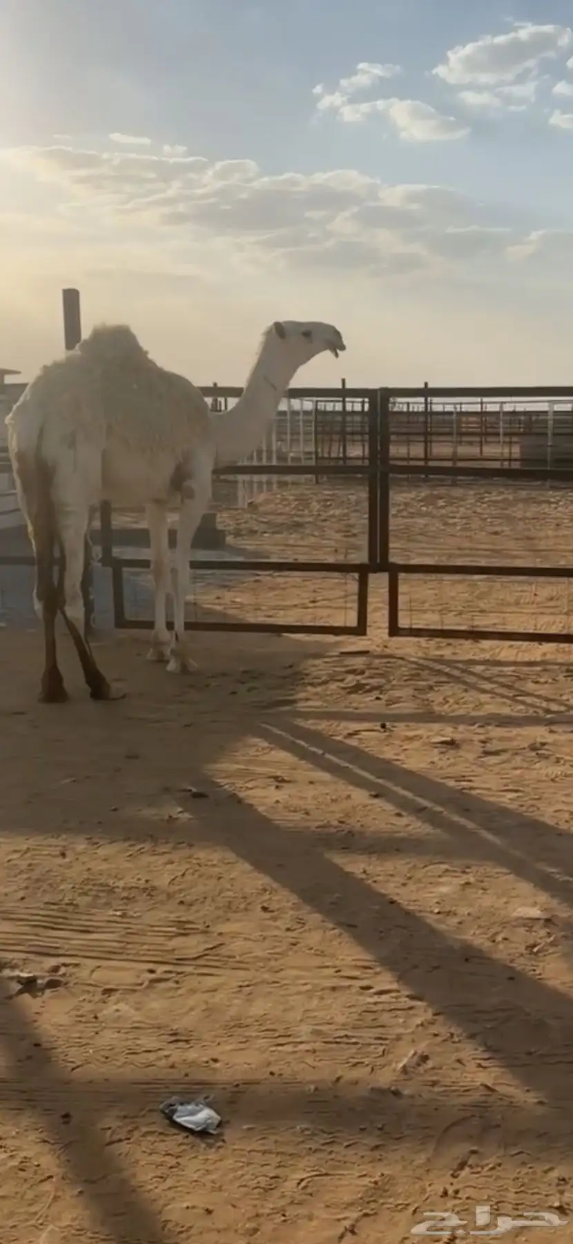 قعود كفوو 1