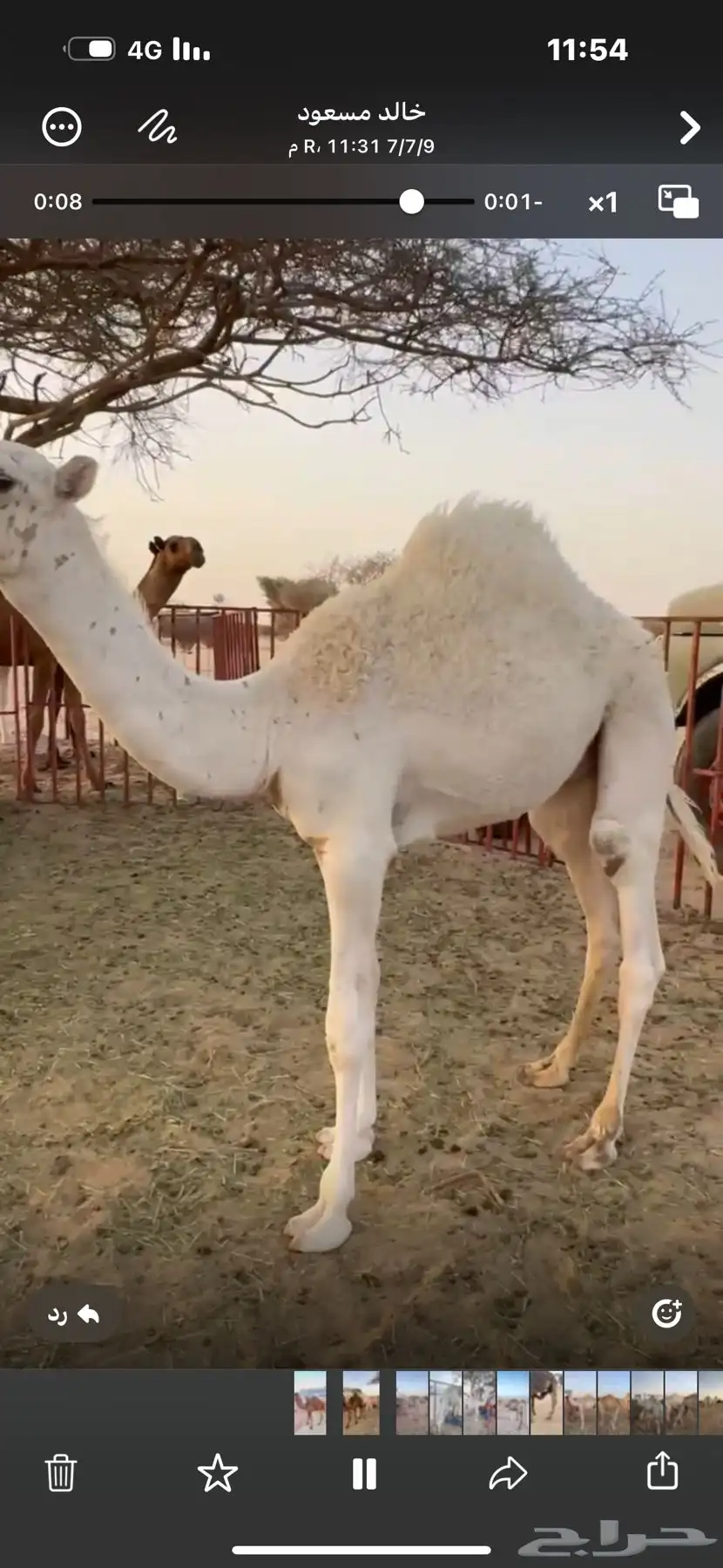 قعدان للبيع 1