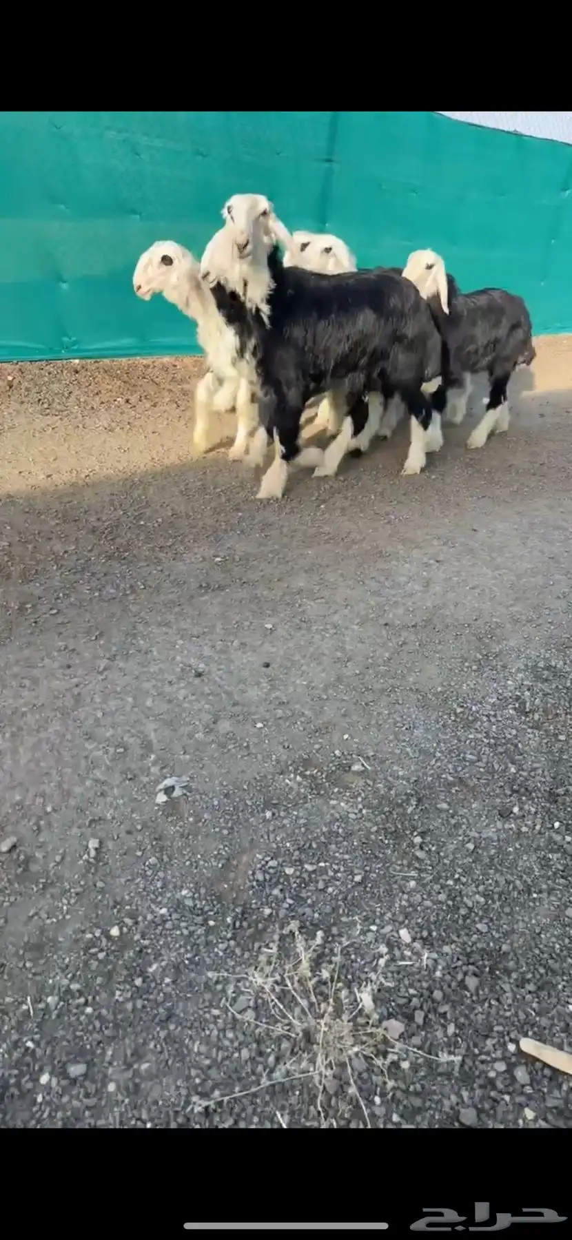 رخال نجد خصم الخصم 0