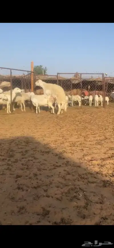 فحل حري صنف((( تم البييع الله يبارك للجميع ))) 9