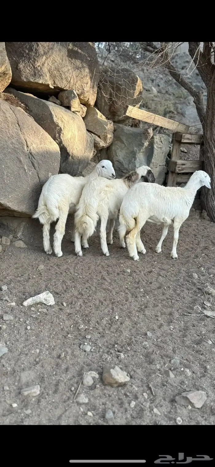 2طليان 1رخال سمان ونضيفه تم البيع 0
