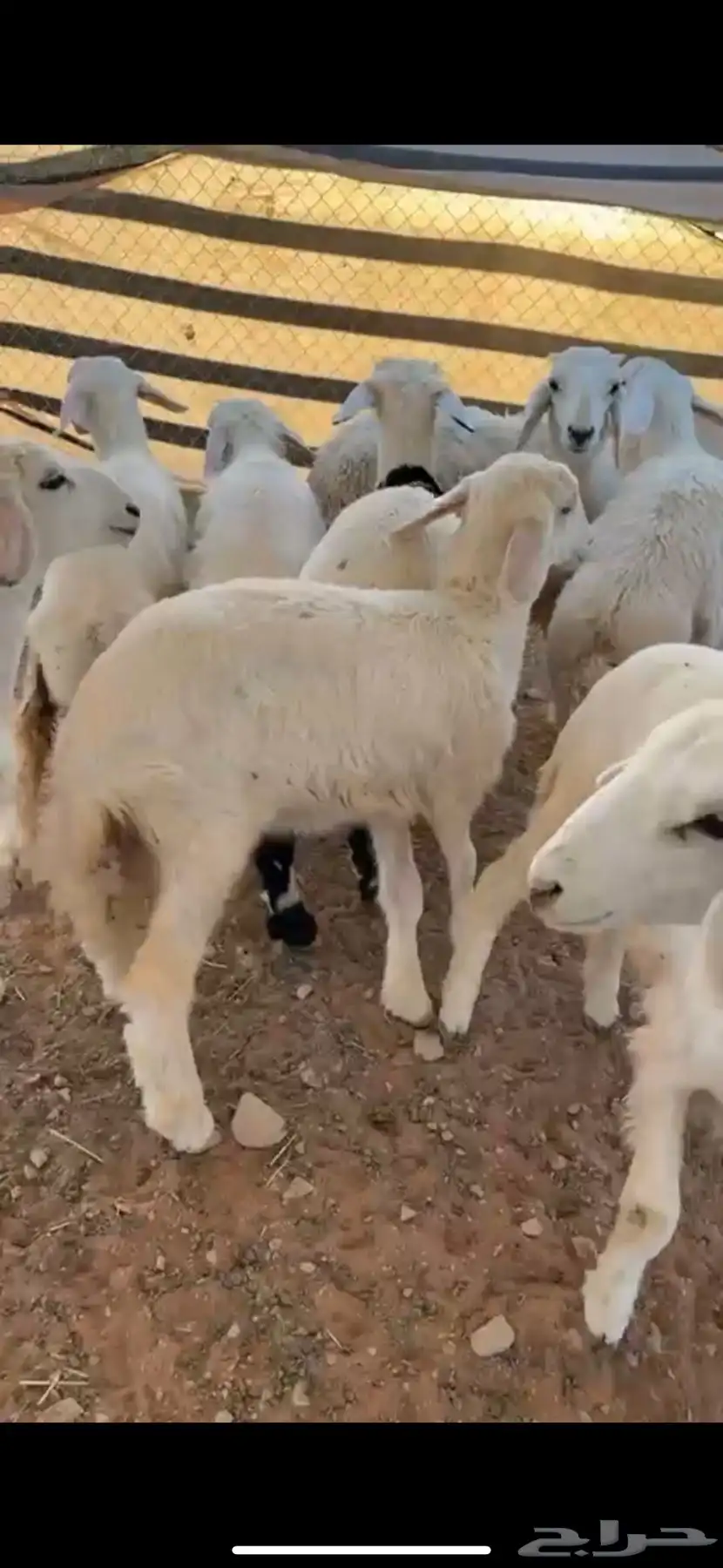 للبيع طليان ورخال طيبه - بيع ذبايح او جميع 2