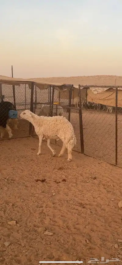 فحل حري صنف((( تم البييع الله يبارك للجميع ))) 5
