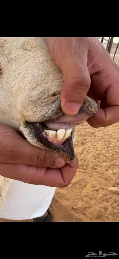 فحل حري صنف((( تم البييع الله يبارك للجميع ))) 8
