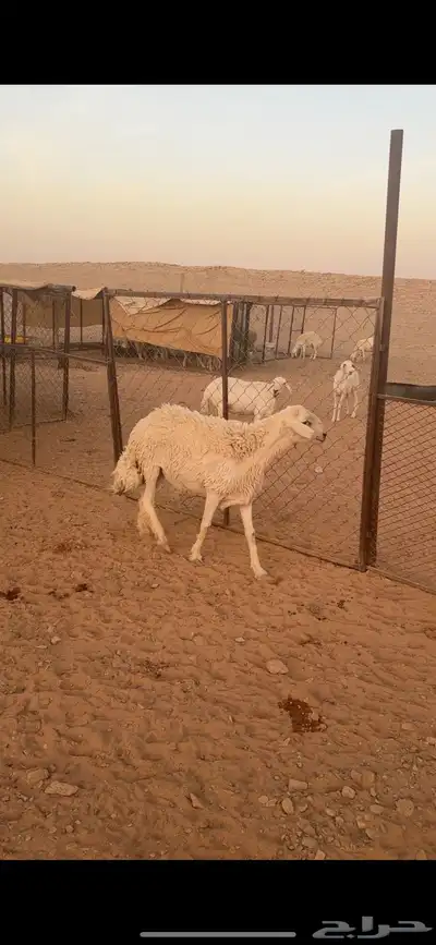 فحل حري صنف((( تم البييع الله يبارك للجميع ))) 7