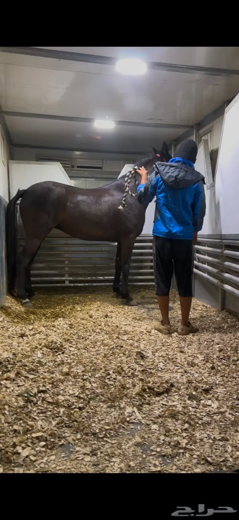 عربة نقل خيل دينا نقل خيل 6 روس تتجه لأي منطقه 1
