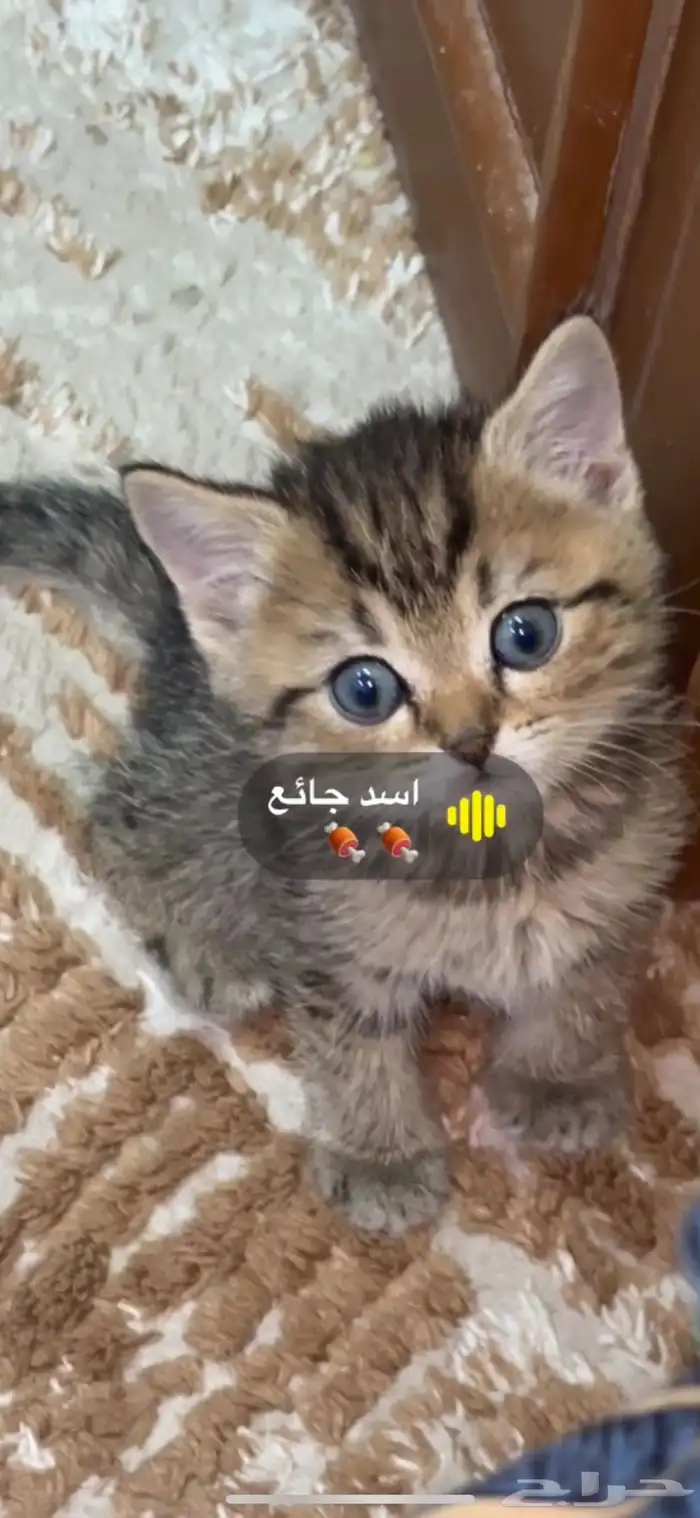 قطوه 0
