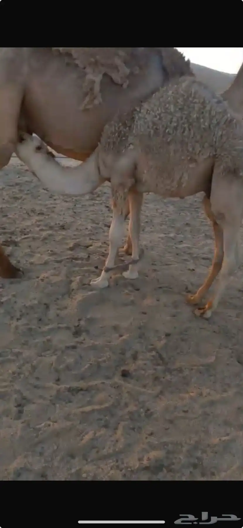قعود للبيع 2