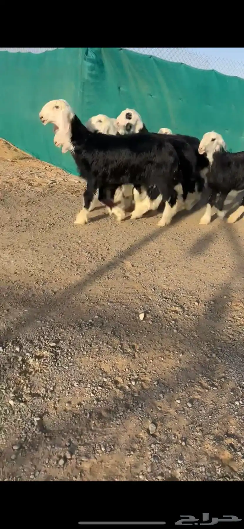 رخال نجد خصم الخصم 3