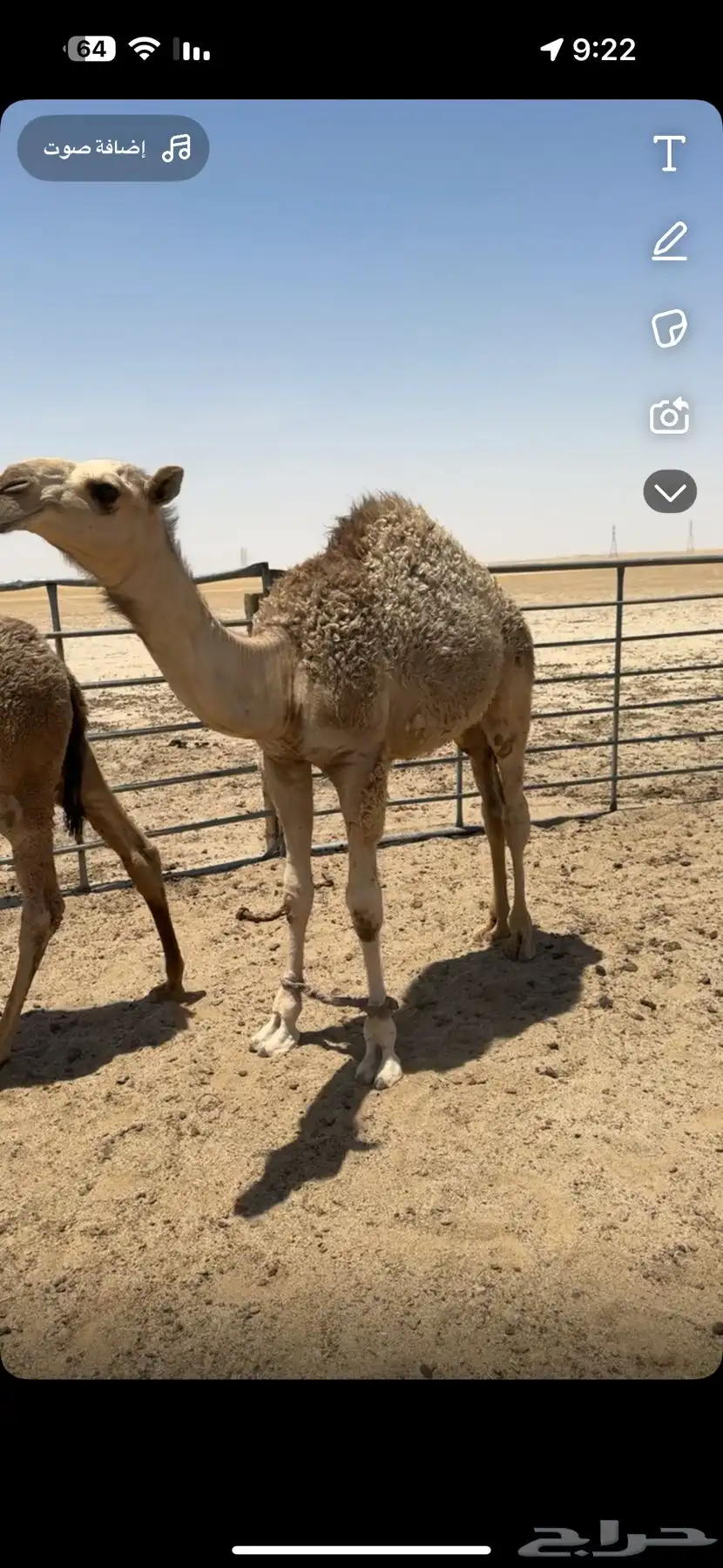 قعود للبيع 0