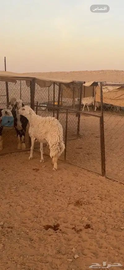 فحل حري صنف((( تم البييع الله يبارك للجميع ))) 6