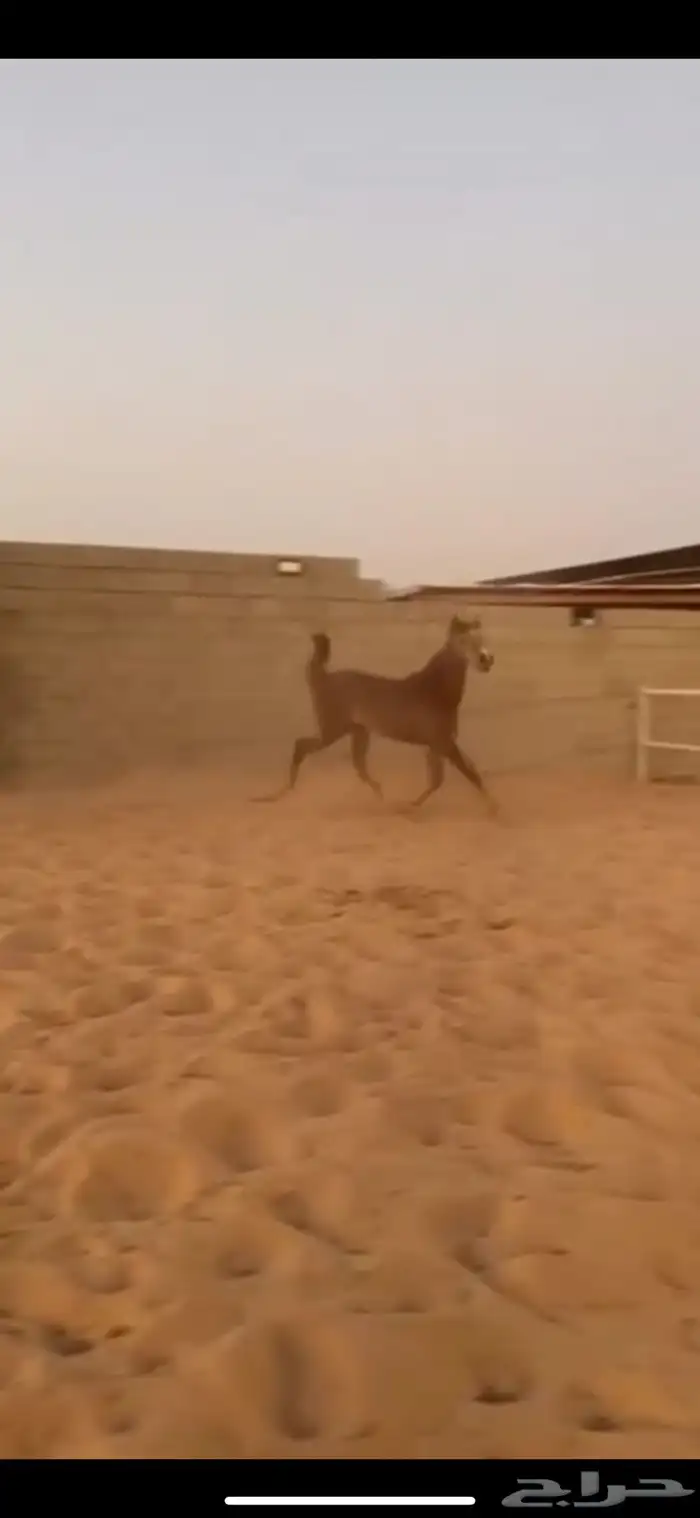 مهرة شعبية 1