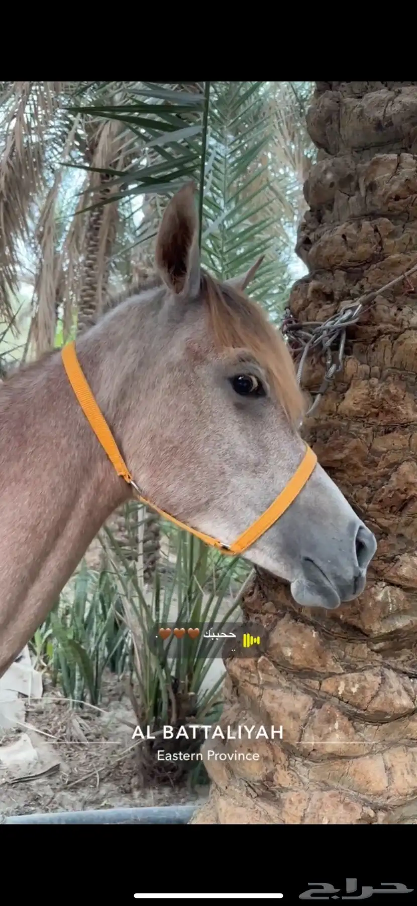 مهرة شعبية 0
