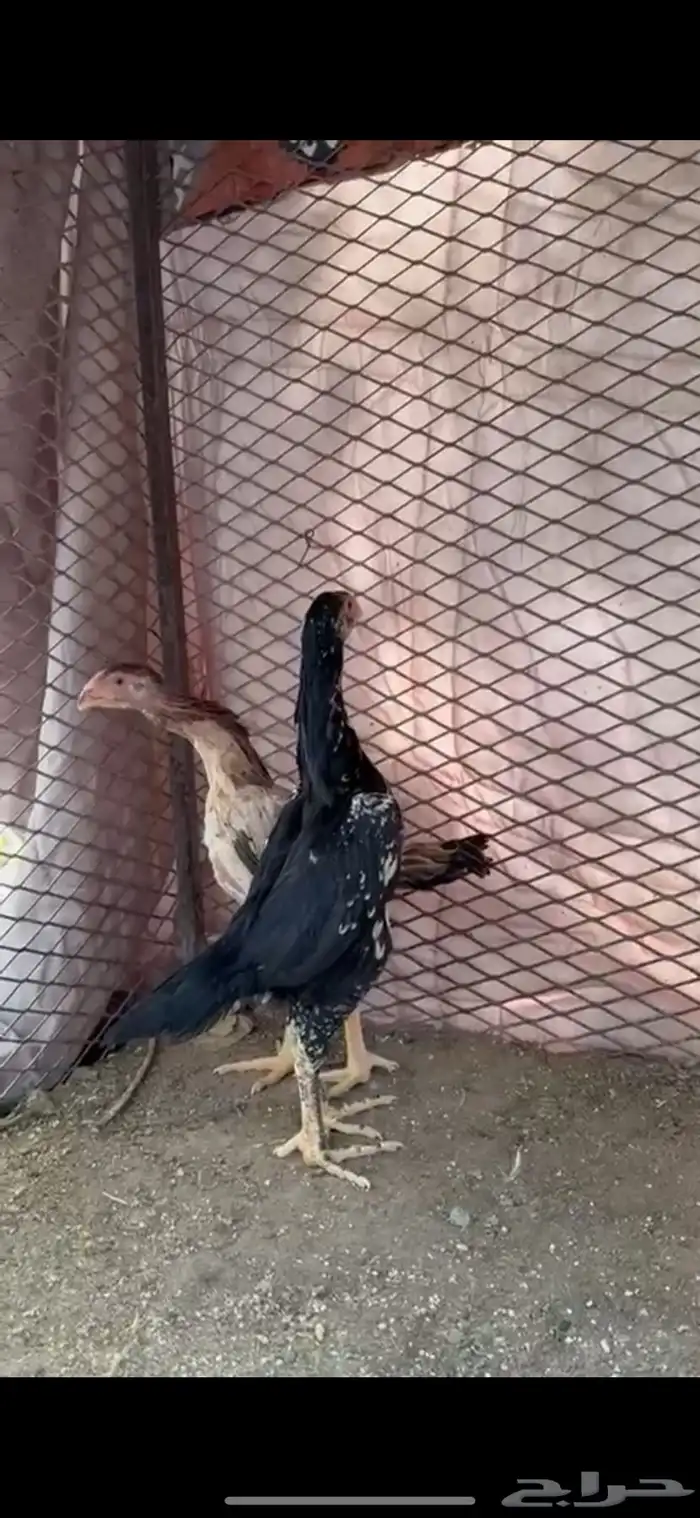 شامو هزاز عمر 4شهور تقريبا 0