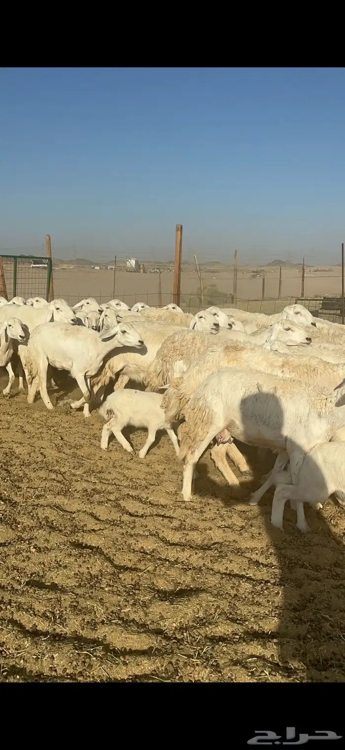 غنم مراح حرش شي فاخر 1