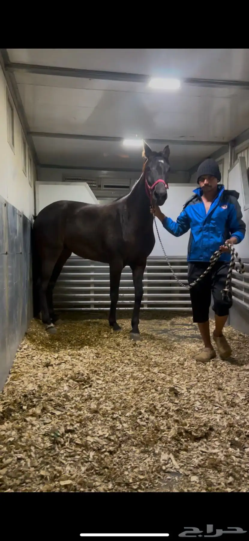 عربة نقل خيل دينا نقل خيل 6 روس تتجه لأي منطقه 0